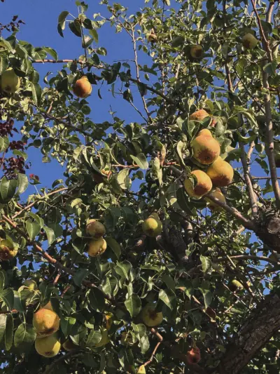sunlight shines on ripe pears hanging from a branch